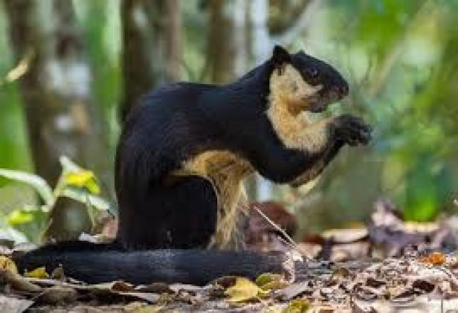 Malayan-squirrel