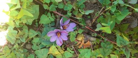 saffron bowl